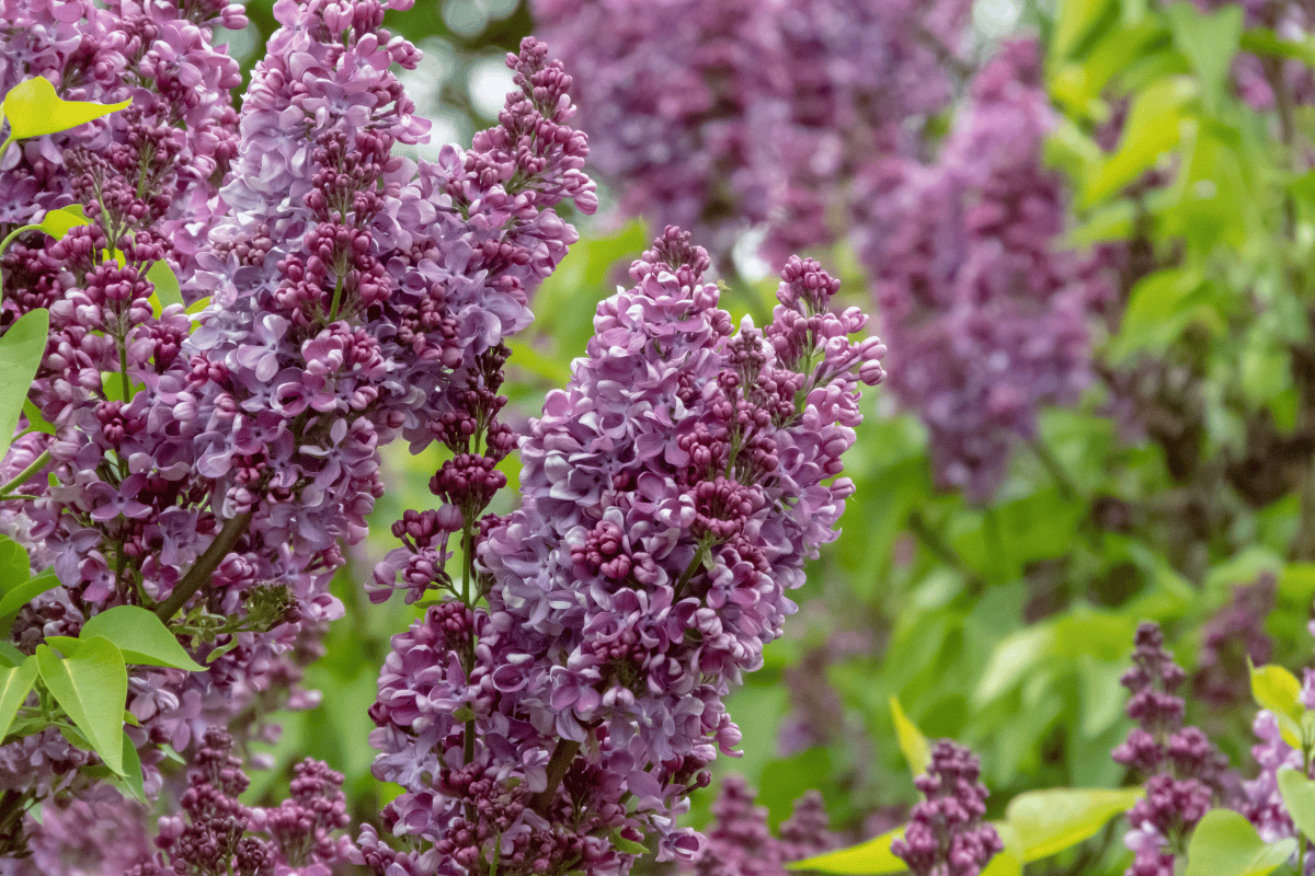 Syringa vulgaris.png